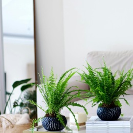 Brighten up your room at Washington Crossing Apartments with vibrant plants! Whether it's flowers or greenery, they're sure to add color and freshness to your space. What's your pick? 🌺🌱
#IndoorGarden #PlantLife #RoomDecor #Flowerstagram Instagram post from @washingtoncrossing on July 19, 2024 17:08:21pm